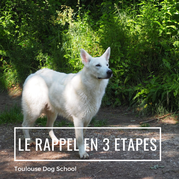 bases de l'education