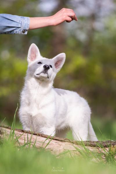 education berger blanc suisse 