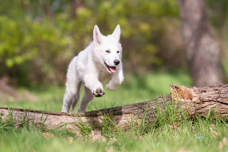 berger blanc suisse en promenade