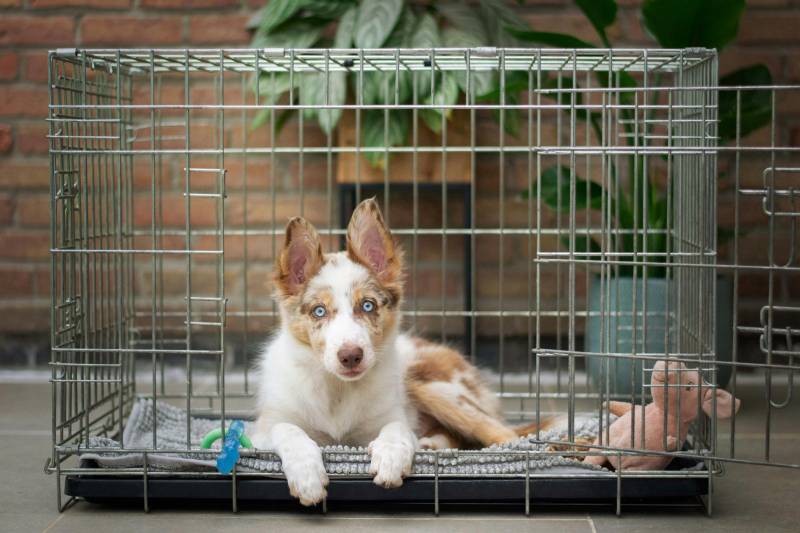 Faut-il utiliser une cage pour mon chien à Ramonville - comment lui apprendre avec un comportementaliste canin à Toulouse