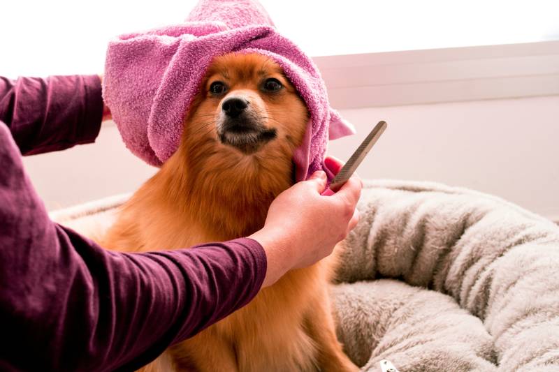 Avoir un chien à Toulouse : sur quels critères sélectionner un salon de toilettage en centre ville ?