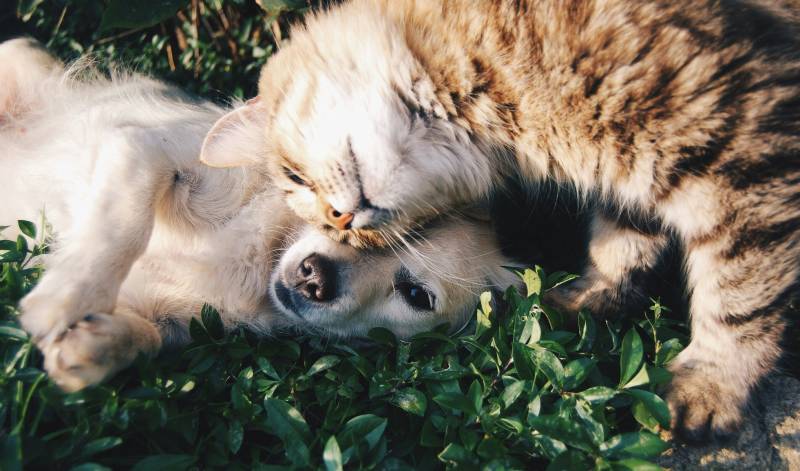Avoir un chien à Toulouse : comment choisir un pet sitter sur la côte pavée ?