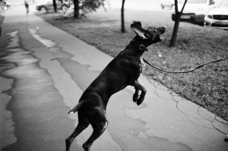 Mon chien saute et mordille quand nous rentrons à la maison à Aucamville - faire appel à un comportementaliste canin proche de Toulouse