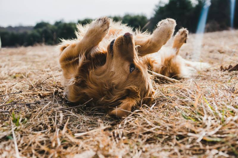 Education canine positive à Balma : pourquoi mettre son chien sur le dos n'est pas un test de comportement à Toulouse ?