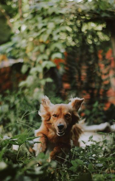 Educateur canin comportementaliste à Toulouse : éduquer son chien de manière proactive pour anticiper des problématiques à Castanet