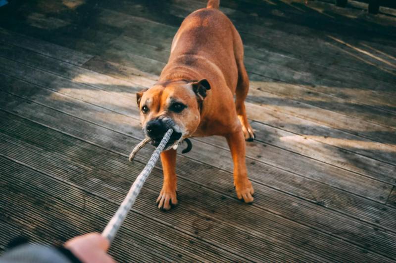 Educateur canin comportementaliste à Toulouse : comment et pourquoi utiliser la muselière pour son chien à Auzielle ? 