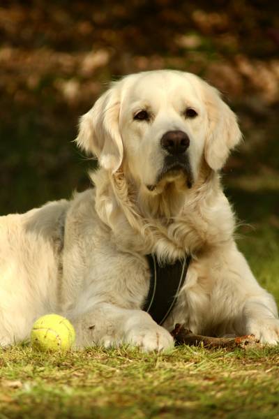 Comment dresser son chien en 15 minutes par jour avec l’aide d’un éducateur comportementaliste à Balma ?