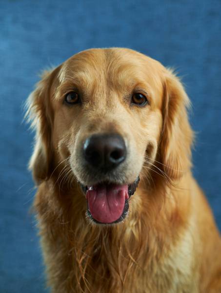 Educateur canin Toulouse : pourquoi dis ton qu'un chien se calme à partir de 2 ans ?