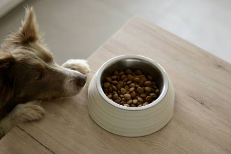 Notre zone d'activité pour ce service Séances personnalisées de préparation pour habituer le chien à l’arrivée d'un bébé dans une ambiance familiale rassurante