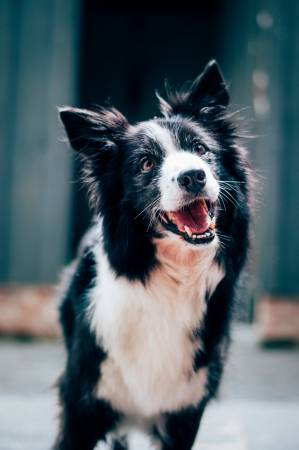 Notre zone d'activité pour ce service Séances de dressage de chien à dans le quartier La Côte Pavée 31500 à domicile ou en extérieur adaptée à chaque race