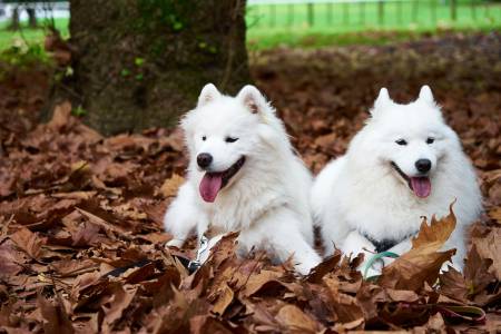 Notre zone d'activité pour ce service Thérapie comportementale complète destinée aux chiens adultes souffrant de stress post-traumatique afin de leur permettre un quotidien apaisé