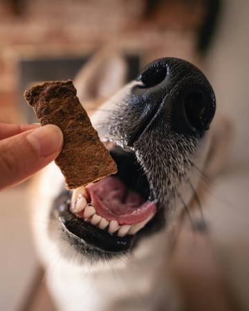 Notre zone d'activité pour ce service Travail sur mesure en éducation canine pour améliorer la concentration du chien lors de séances hebdomadaires adaptées à domicile