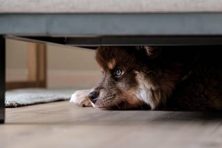 Notre zone d'activité pour ce service Travail comportemental précis permettant au chien adulte de réduire ses aboiements excessifs grâce à une approche douce à domicile