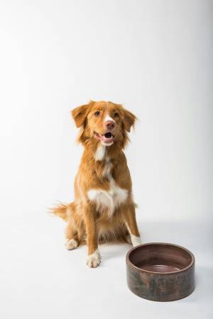 Notre zone d'activité pour ce service Traitement individuel et respectueux des comportements destructeurs du chien adulte à travers des exercices simples et efficaces au domicile