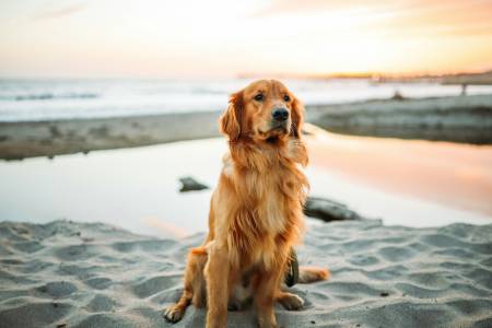 Notre zone d'activité pour ce service Séances privées à domicile pour traiter durablement l’agressivité du chien envers les personnes grâce à une thérapie comportementale douce