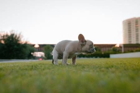 Notre zone d'activité pour ce service Cours d’éducation canine personnalisés à à Toulouse 31000 dans le quartier de Montaudran pour corriger les troubles du comportement de votre chien adulte ou chiot