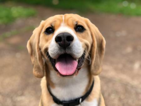 Notre zone d'activité pour ce service Séances de dressage de chien à à Toulouse 31000 dans le quartier de Montaudran à domicile ou en extérieur adaptée à chaque race