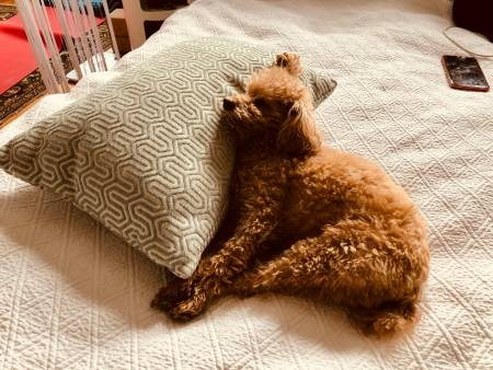 Notre zone d'activité pour ce service Séances personnalisées de préparation pour habituer le chien à l’arrivée d'un bébé dans une ambiance familiale rassurante
