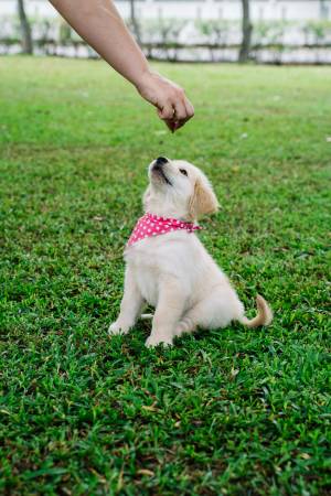 Notre zone d'activité pour ce service Sorties éducatives individuelles organisées dans divers lieux publics sélectionnés pour habituer le chien à son environnement quotidien