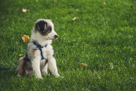 Notre zone d'activité pour ce service Habituation en douceur du chien adulte aux déplacements en voiture grâce à des séances personnalisées dans son cadre habituel