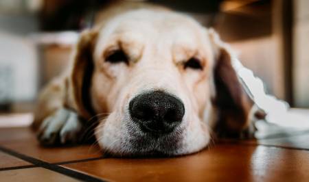 Notre zone d'activité pour ce service Éducation de chiot à à Toulouse 31000 dans le quartier de Montaudran avec un éducateur canin certifié pour créer de bonnes bases dès les premières semaines