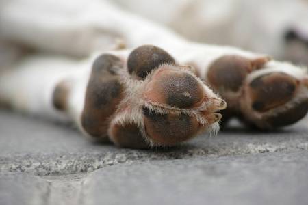 Notre zone d'activité pour ce service Travail doux et personnalisé sur la communication posturale canine afin d'améliorer la compréhension mutuelle entre chien et propriétaire