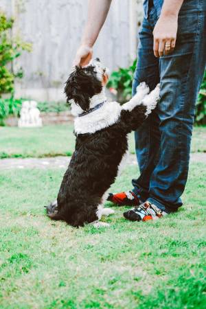 Notre zone d'activité pour ce service Programme individuel pour comprendre et traiter durablement la malpropreté du chien adulte en ciblant précisément les origines du problème