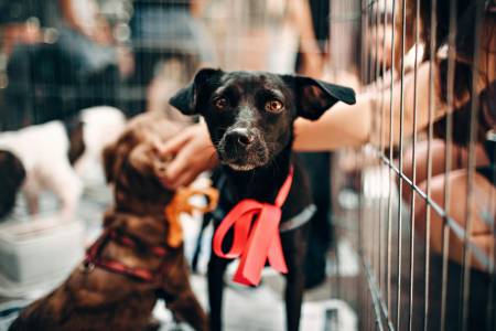 Notre zone d'activité pour ce service Traitement individuel et respectueux des comportements destructeurs du chien adulte à travers des exercices simples et efficaces au domicile