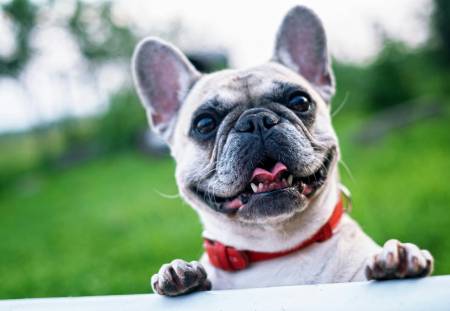 Notre zone d'activité pour ce service Séances spécifiques à domicile pour diminuer efficacement l’hyper-attachement du chien adulte à ses propriétaires grâce à une approche naturelle