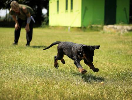 Notre zone d'activité pour ce service Socialisation sur mesure pour jeunes chiens de toutes races avec d'autres animaux grâce à des sorties éducatives adaptées