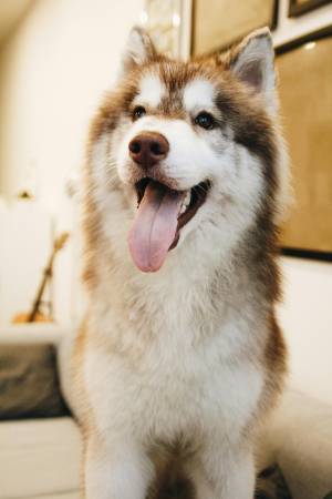 Notre zone d'activité pour ce service Thérapie comportementale complète proposée aux chiens adultes réactifs en laisse pour améliorer leur confort lors des promenades quotidiennes