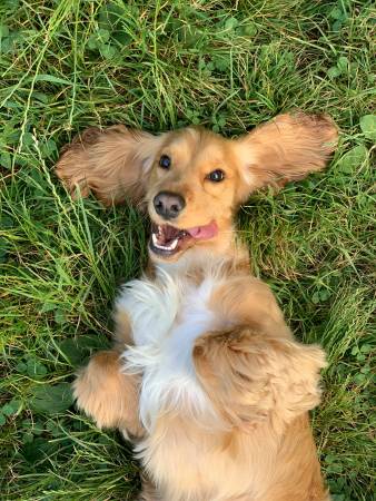 Notre zone d'activité pour ce service Accompagnement individuel pour apprendre au chien adulte à bien accepter les manipulations chez le vétérinaire ou au toilettage