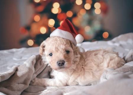 Notre zone d'activité pour ce service Éducation de chiot à dans le quartier La Côte Pavée 31500 avec un éducateur canin certifié pour créer de bonnes bases dès les premières semaines
