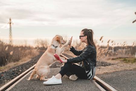 Notre zone d'activité pour ce service Sorties éducatives individuelles organisées dans divers lieux publics sélectionnés pour habituer le chien à son environnement quotidien