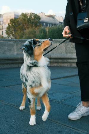 Notre zone d'activité pour ce service Travail comportemental à domicile permettant au chien adulte d’arrêter durablement ses habitudes de vol de nourriture grâce à des exercices adaptés