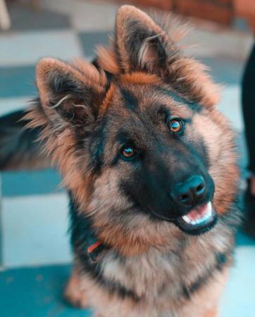Notre zone d'activité pour ce service Cours éducatifs personnalisés pour permettre aux chiens adultes de cohabiter sereinement avec les chats dans un environnement familial