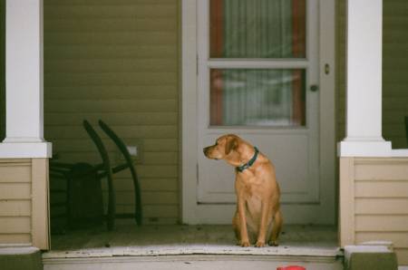 Notre zone d'activité pour ce service Séances régulières et personnalisées pour maîtriser l’excitation du chien adulte en utilisant récompenses et encouragements adaptés à domicile
