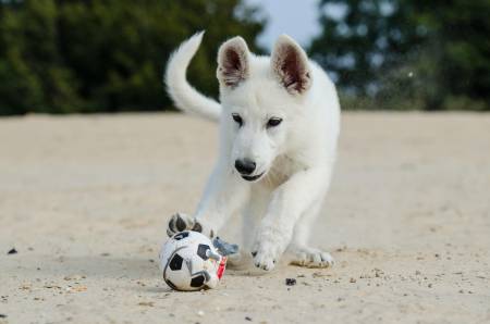 Notre zone d'activité pour ce service Accompagnement individuel pour apprendre au chien adulte à bien accepter les manipulations chez le vétérinaire ou au toilettage